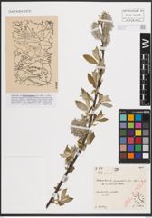 Foto von Salix cinerea L.